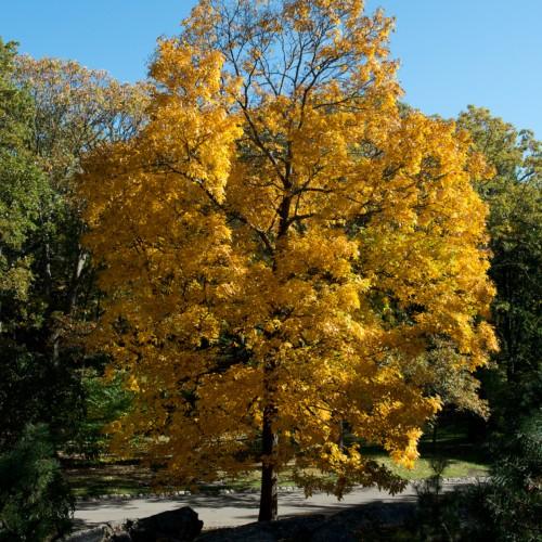orange-yellow leaves with dark-brown branches and trunk