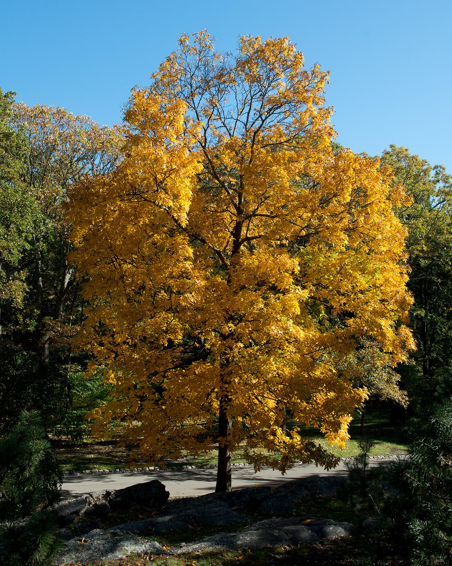 orange-yellow leaves with dark-brown branches and trunk