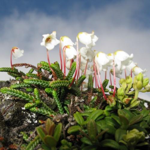 white flowers with yellow-lime sepals, pink petioles and green foliage