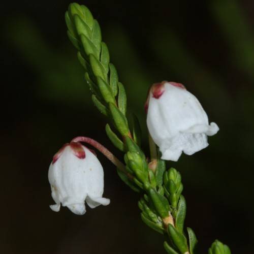 white flowers with brown sepals and green foliage