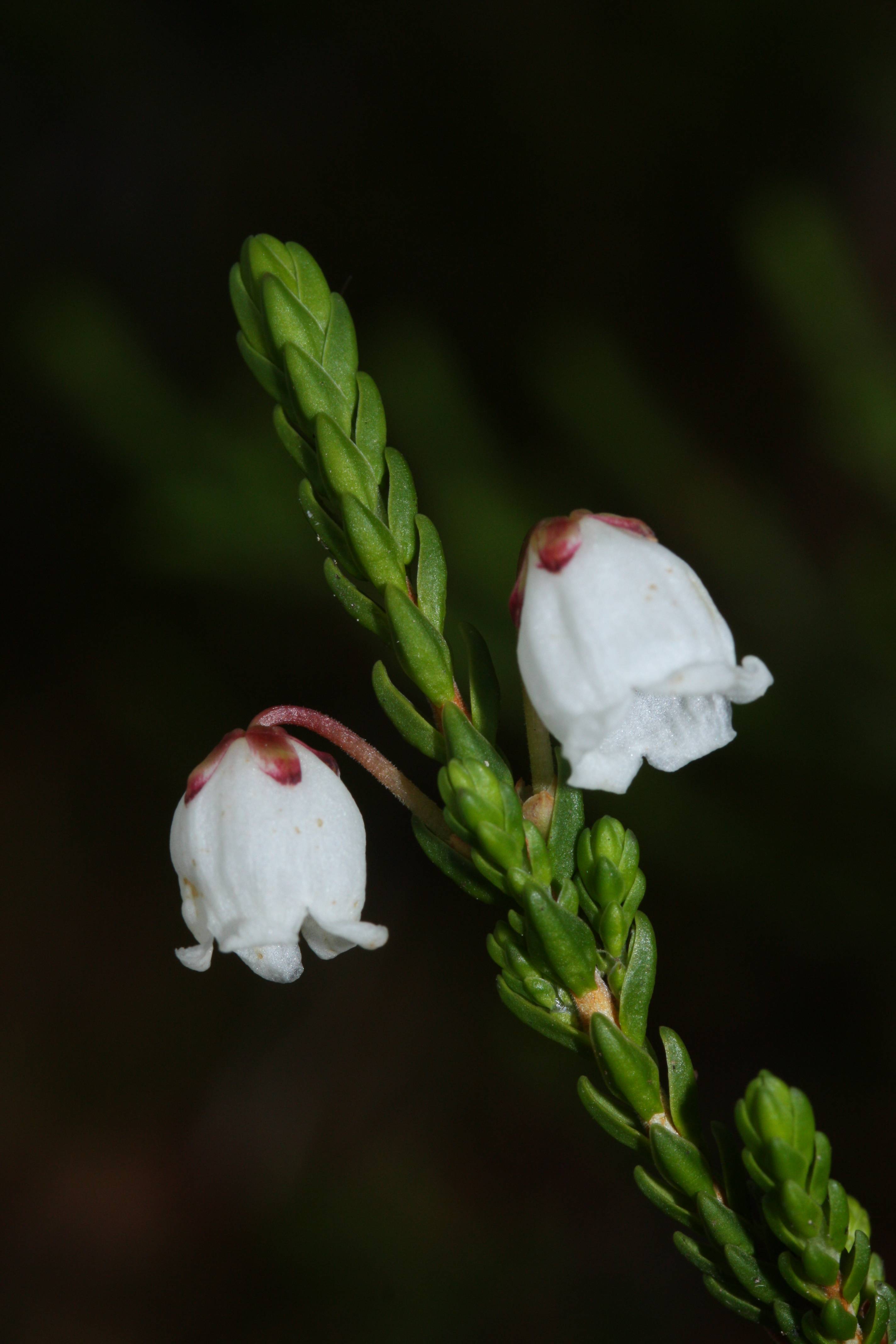 white flowers with brown sepals and green foliage