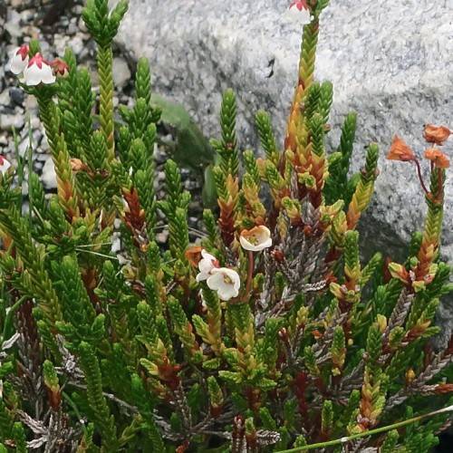 white flowers with brown sepals and green-brown foliage