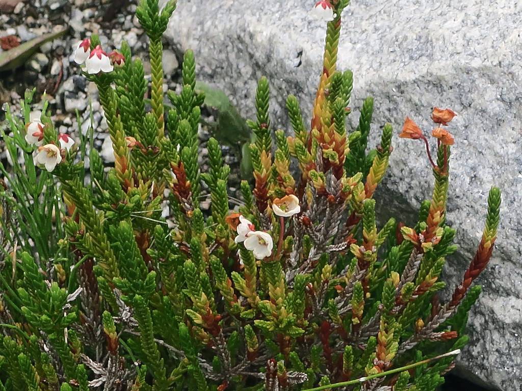 white flowers with brown sepals and green-brown foliage