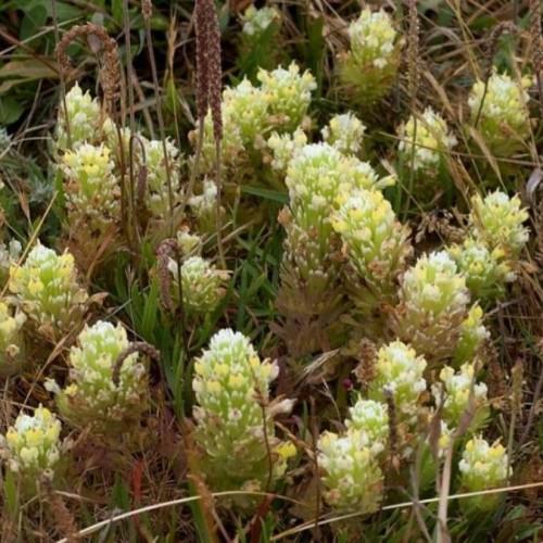 yellow-white flowers with green-brown foliage