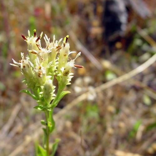 white-brown flowers with lime sepals, foliage and lime stems