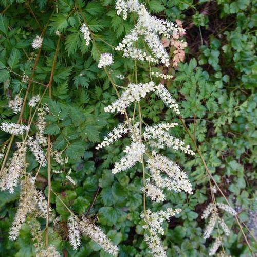 Green foliage with plumes of white flowers on brown-green stems.