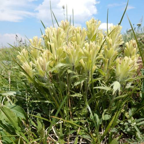 light-yellow flowers with green leaves and stems