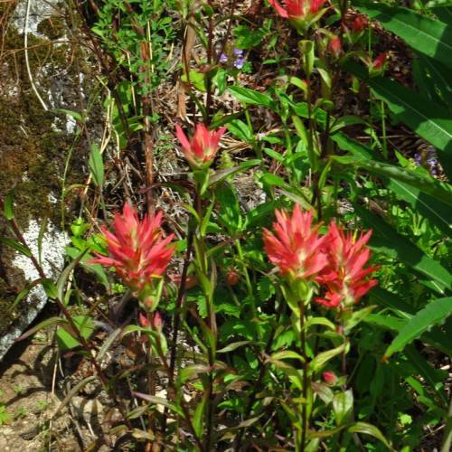 red flowers with green leaves and brown stems