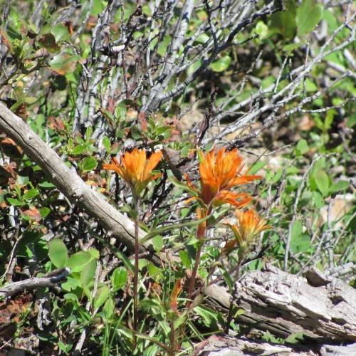 yellow-orange flowers with green leaves, brown stems and grey branches