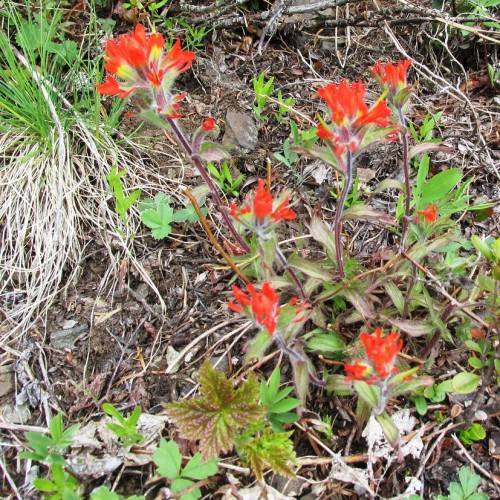 bright-red flowers with green leaves and brown stems