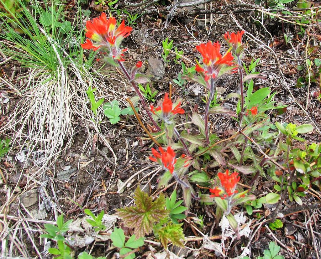 bright-red flowers with green leaves and brown stems