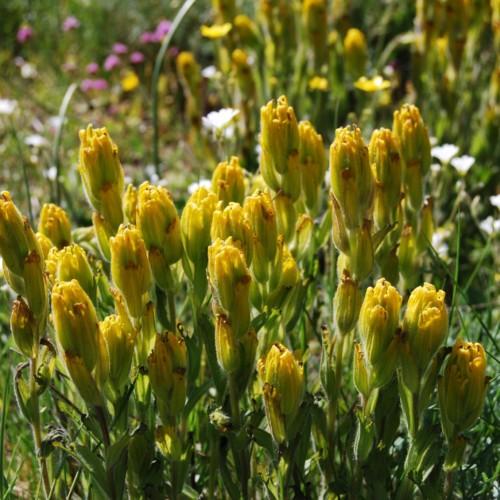 yellow-brown flowers with green leaves and stems