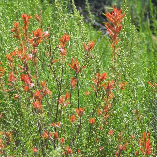 light-red flowers with green leaves and brown stems
