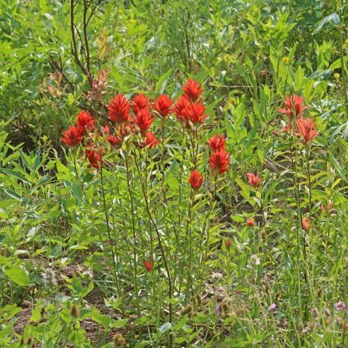 bright-red flowers with green leaves and brown stems