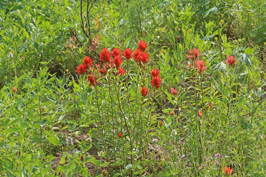 bright-red flowers with green leaves and brown stems