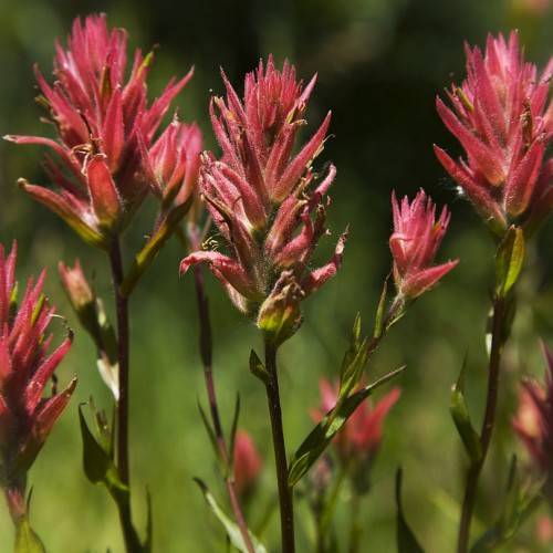red-pink flowers with olive-green leaves and burgundy stems