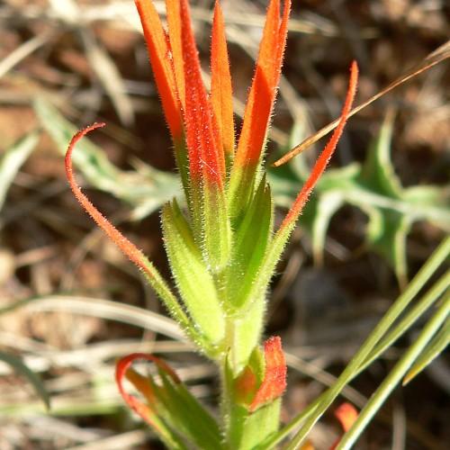 orange-lime flowers with lime foliage and stems
