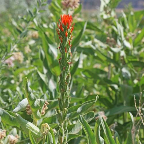 red flowers with red-green buds and foliage