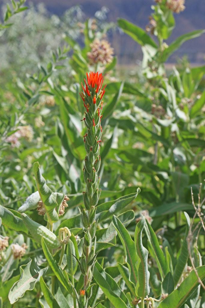 red flowers with red-green buds and foliage