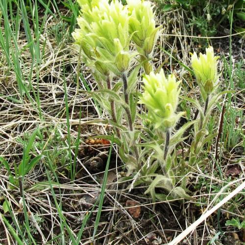 yellow-lime flowers with light-green leaves and brown stems