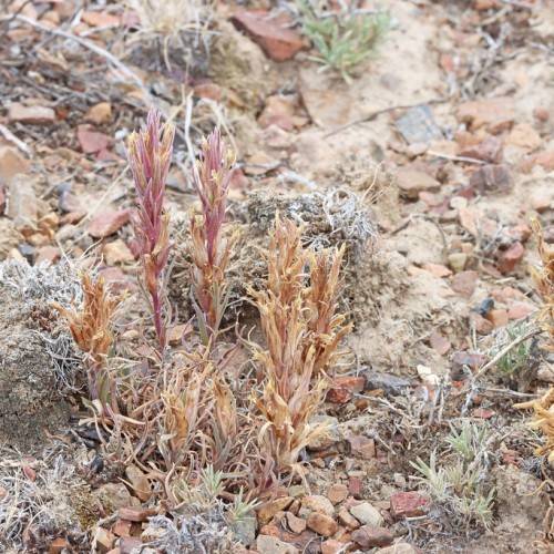 burgundy-orange foliage with grey branches