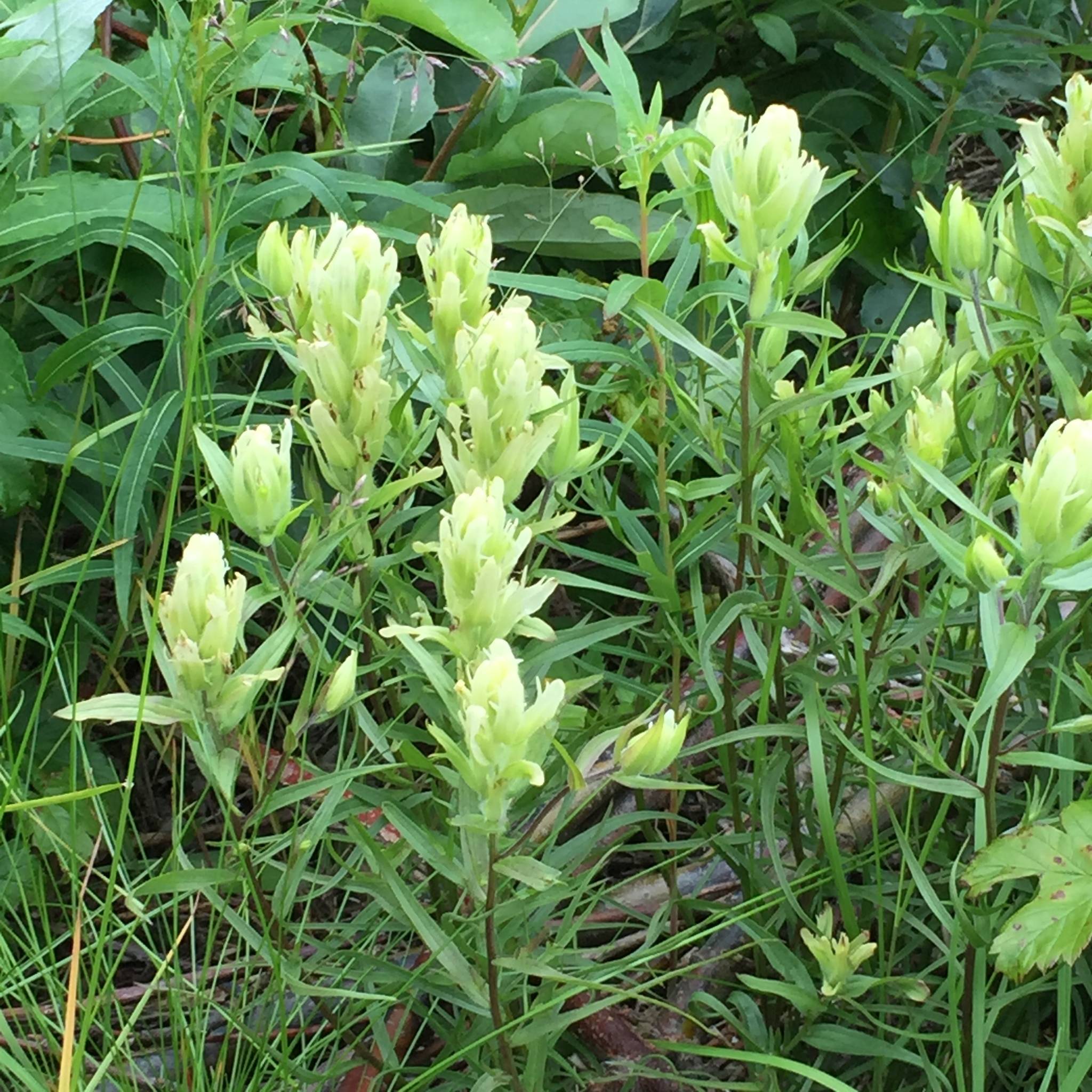light-yellow flowers with green leaves and green-brown stems