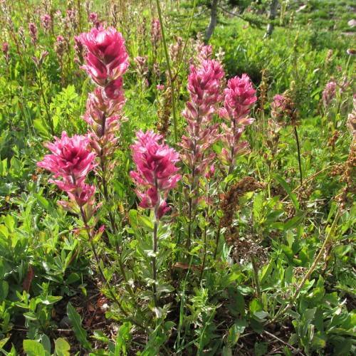lush-pink flowers with green leaves, brown stems and brown spikelets