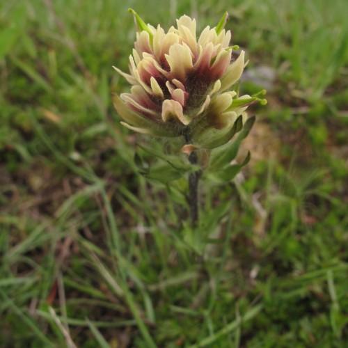 white-burgundy flower with green sepals, leaves and brown stems
