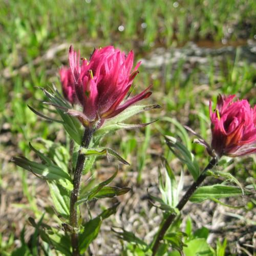 dark-pink flowers with green-purple foliage and dark-brown stems