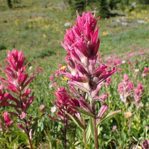 white-pink flowers with green leaves and brown stems