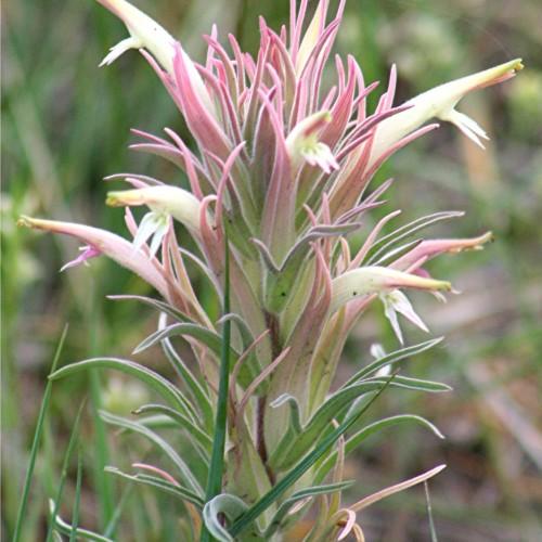 pink-white flowers with green foliage and green stems