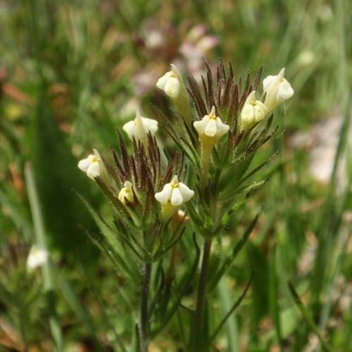 light-yellow flowers with burgundy-green foliage and stems