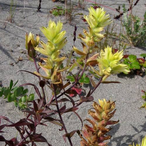 yellow-lime flowers with burgundy leaves and stems