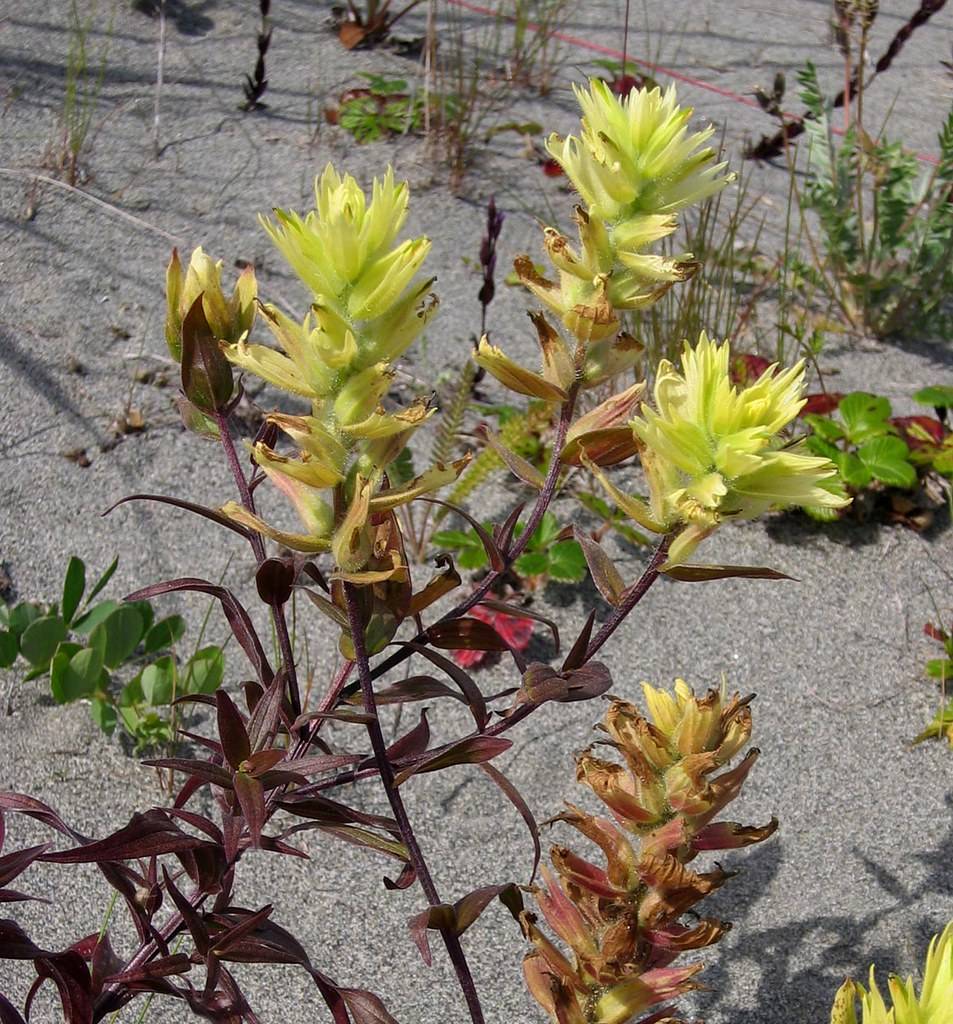 yellow-lime flowers with burgundy leaves and stems