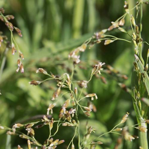 brown-white flowers with green leaves and stems