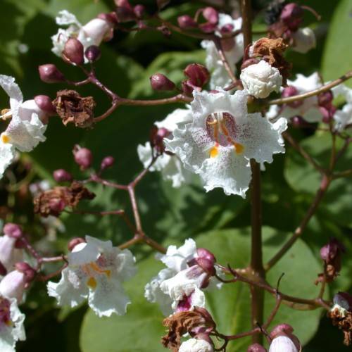 white flowers with burgundy buds and brown leaves on brown stems