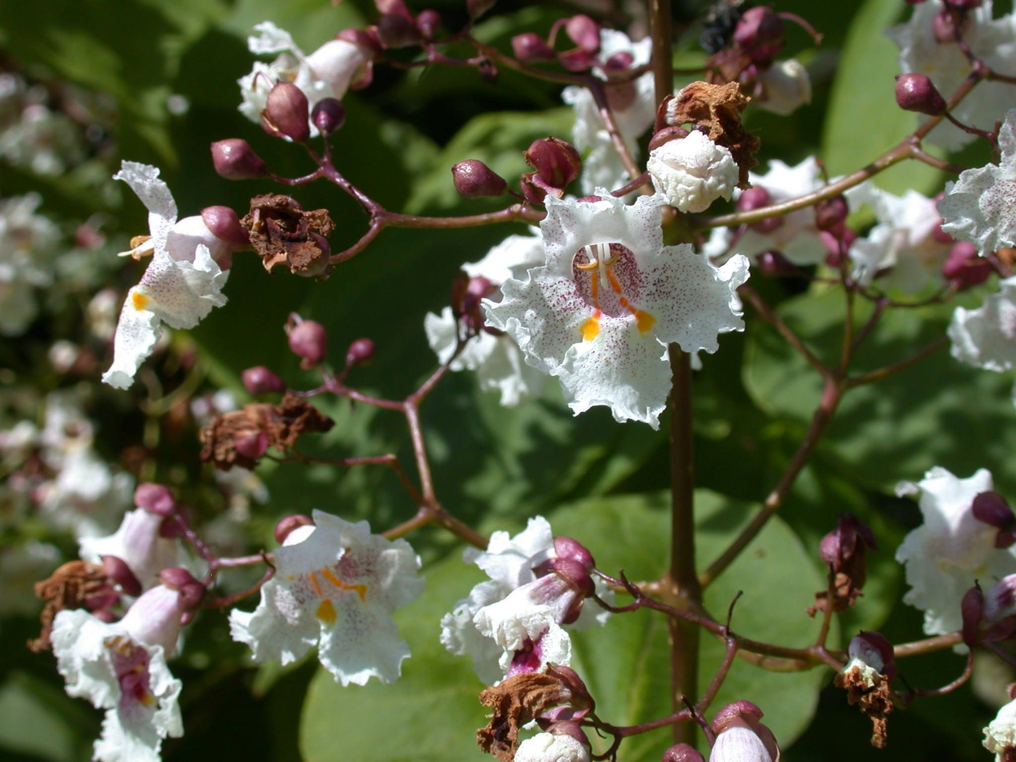 white flowers with burgundy buds and brown leaves on brown stems