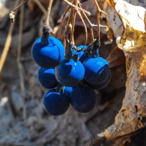 lush-blue fruits with brown branches