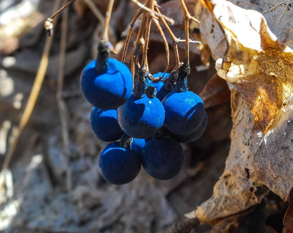 lush-blue fruits with brown branches