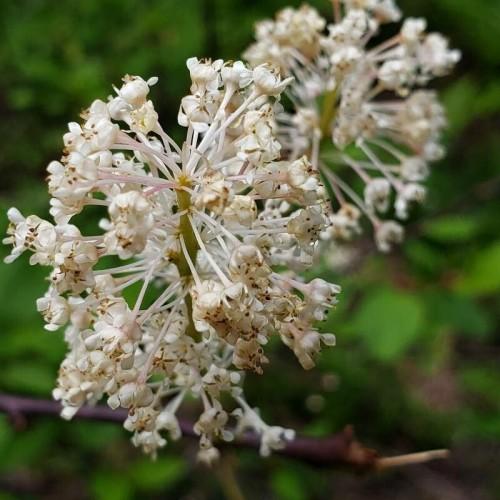 off-white flowers with brown anthers, white-pink petioles, green leaves and yellow-lime stems