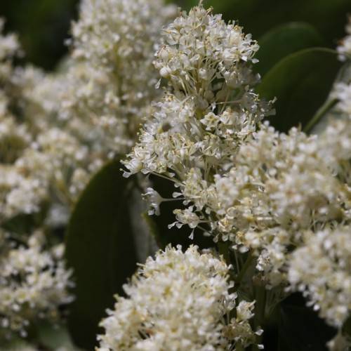 yellow-white flowers with green leaves and stems