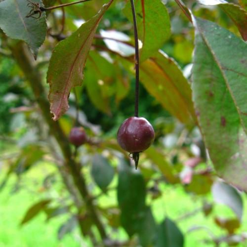 burgundy fruits with pink-green leaves, brown stems and branches