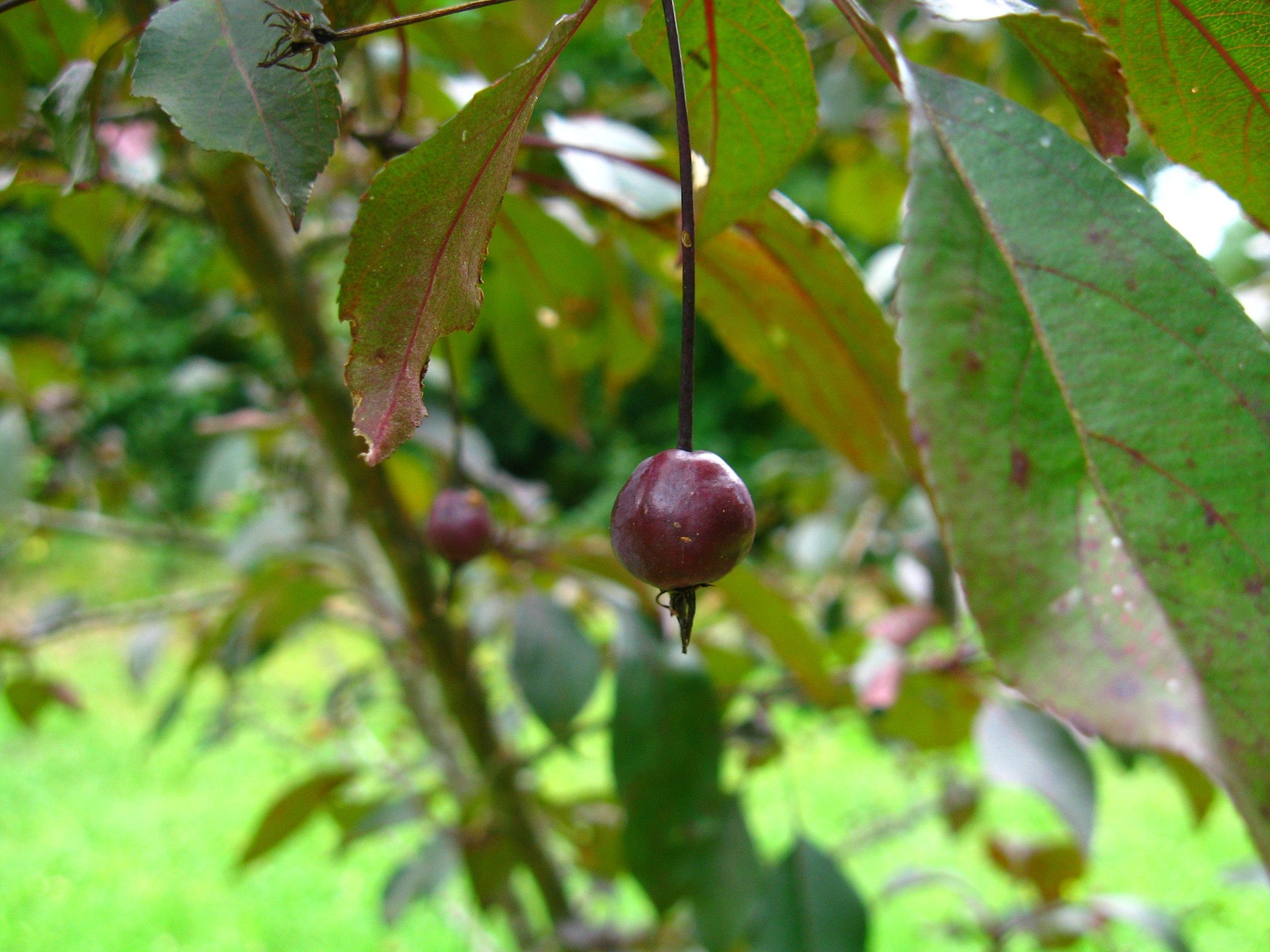 burgundy fruits with pink-green leaves, brown stems and branches