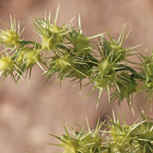 yellow-lime spikelets with green stems