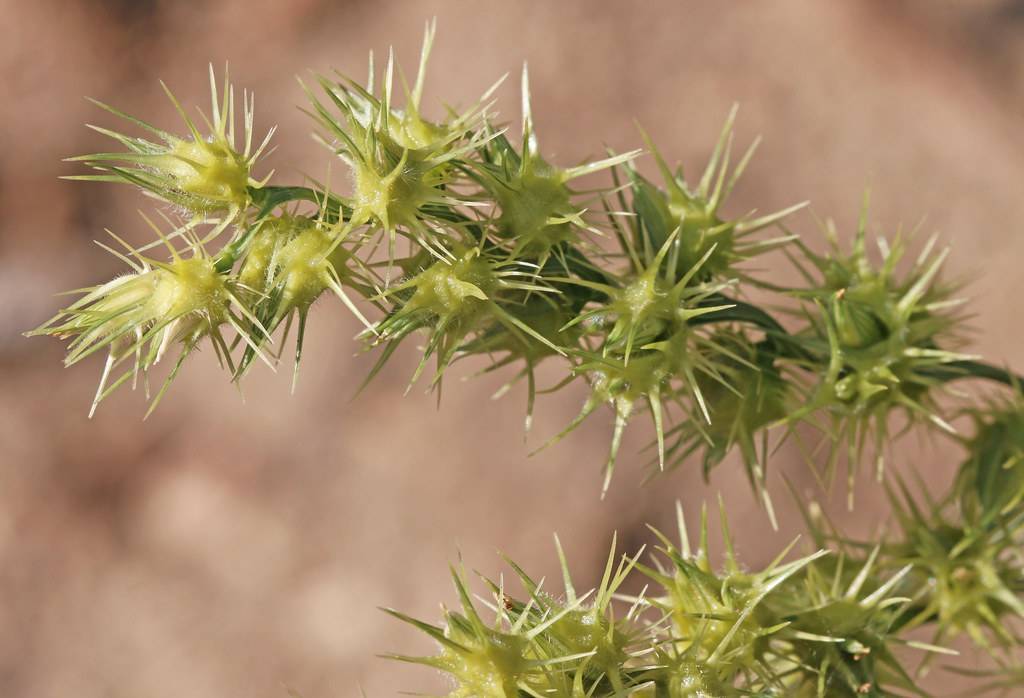 yellow-lime spikelets with green stems