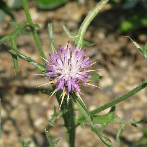 purple-white flower with beige needles, green leaves and stems