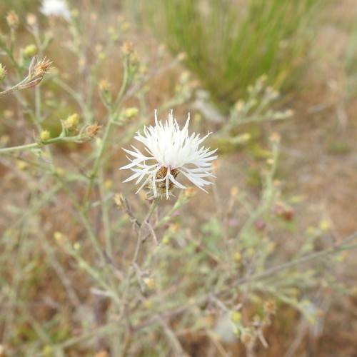 white flowers with yellow-brown buds on green-brown stems