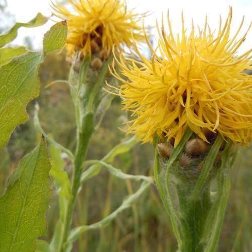 yellow flowers with brown pods, lime-green leaves and green stems