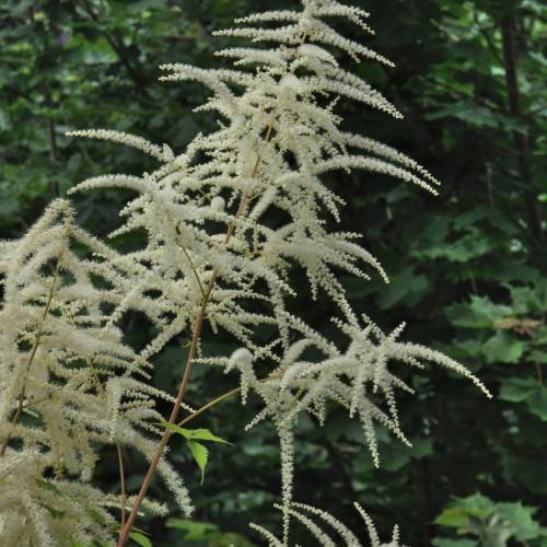 off-white flowers with green leaves on light-brown stems