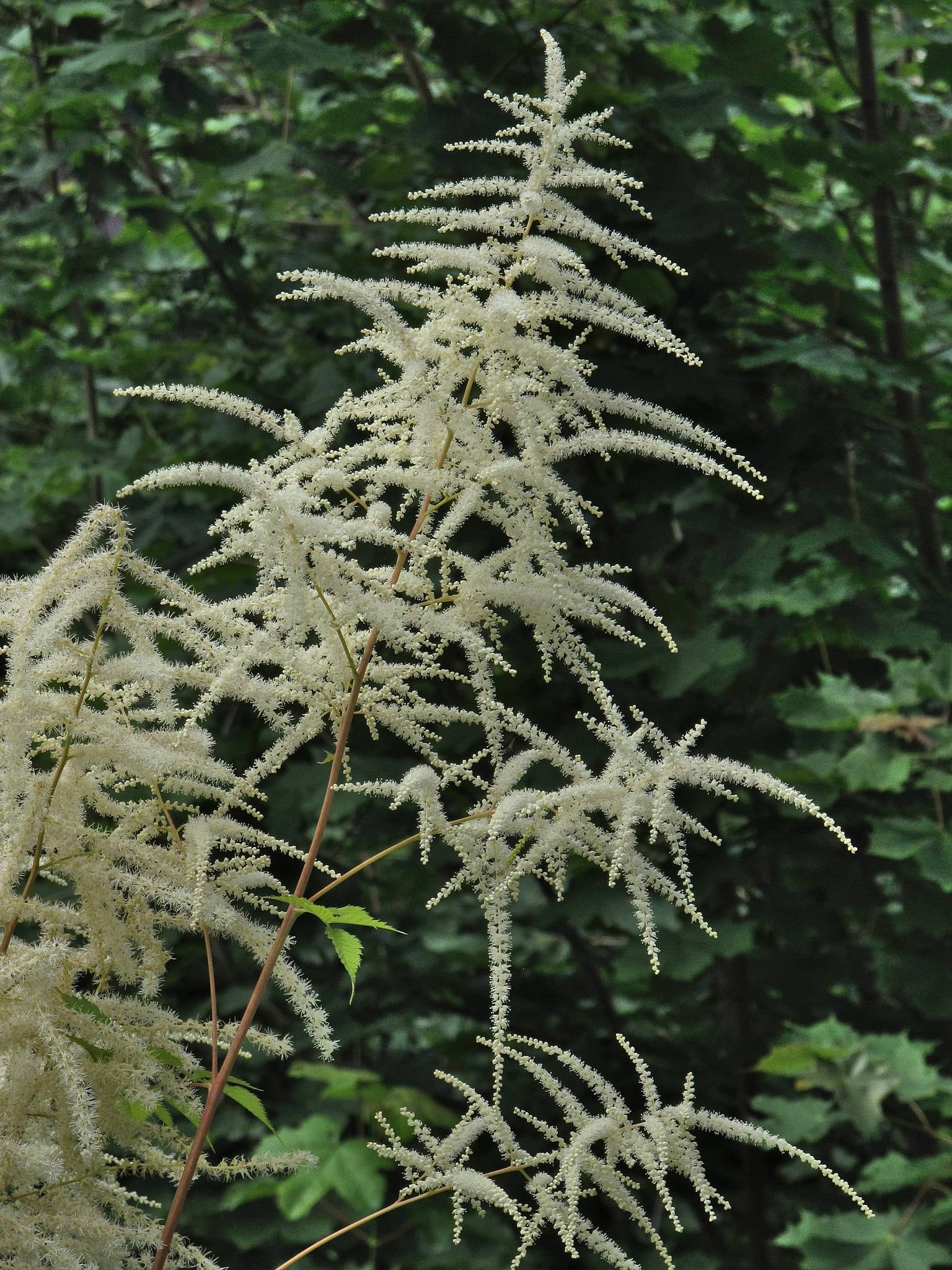 off-white flowers with green leaves on light-brown stems